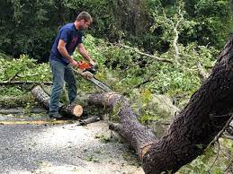 Best Seasonal Cleanup (Spring/Fall)  in Two Harbors, MN