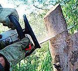 Best Tree Health Inspection  in Two Harbors, MN