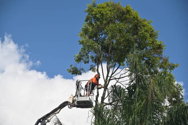 How Our Tree Care Process Works  in  Two Harbors, MN