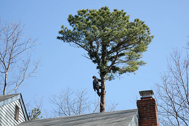 Best Emergency Tree Removal  in Two Harbors, MN